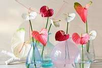 Anthuriums voor Valentijnsdag!