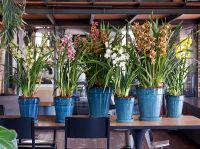 Cymbidium: Woonplant van de maand oktober