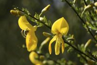 Planten en struiken voor de kusttuin