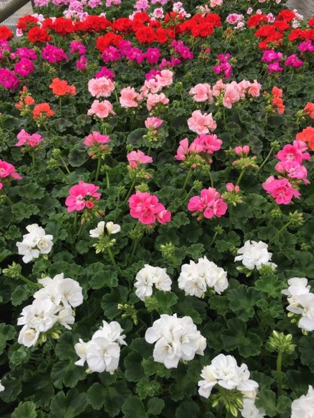 GERANIUMS