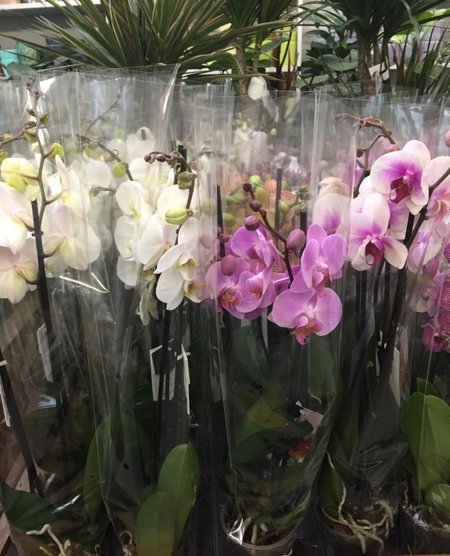 orchideeên