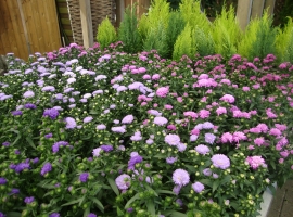 Vaste planten en bodembedekkers