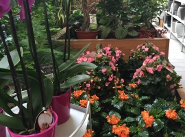 Bloeiende kamerplanten