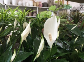 Bloeiende kamerplanten