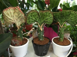Cactussen en vetplanten