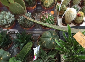 Cactussen en vetplanten