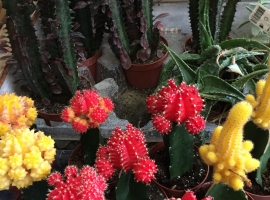 Cactussen en vetplanten