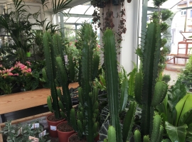 Cactussen en vetplanten