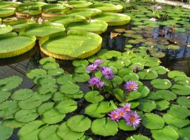 Vijverbenodigdheden en waterplanten