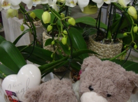 valentijn 14 februari