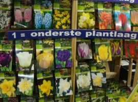 Bloembollen en zaden