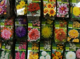 Bloembollen en zaden