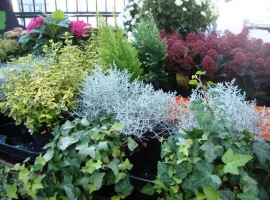 Vaste planten en bodembedekkers