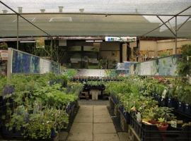 Vaste planten en bodembedekkers