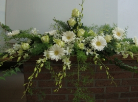 witte gerbera's - dendrobium