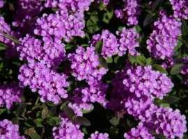 Vaste planten en bodembedekkers