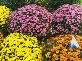 chrysanten