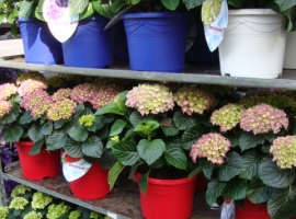 heesters, coniferen en buxussen