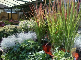 Vaste planten en bodembedekkers