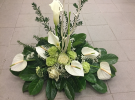 witte anthuriums